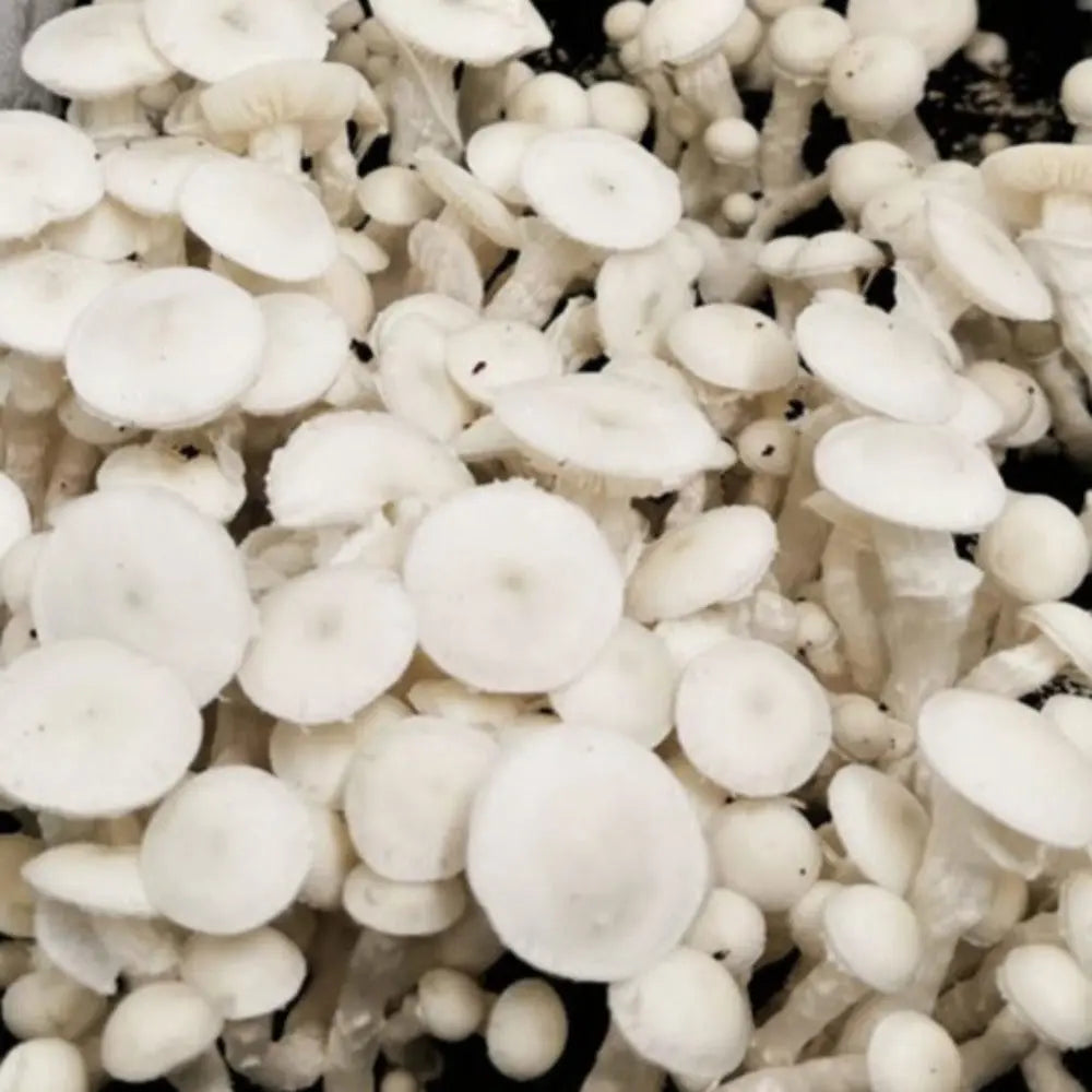 Avery's Albino Mushroom Mycotopia
