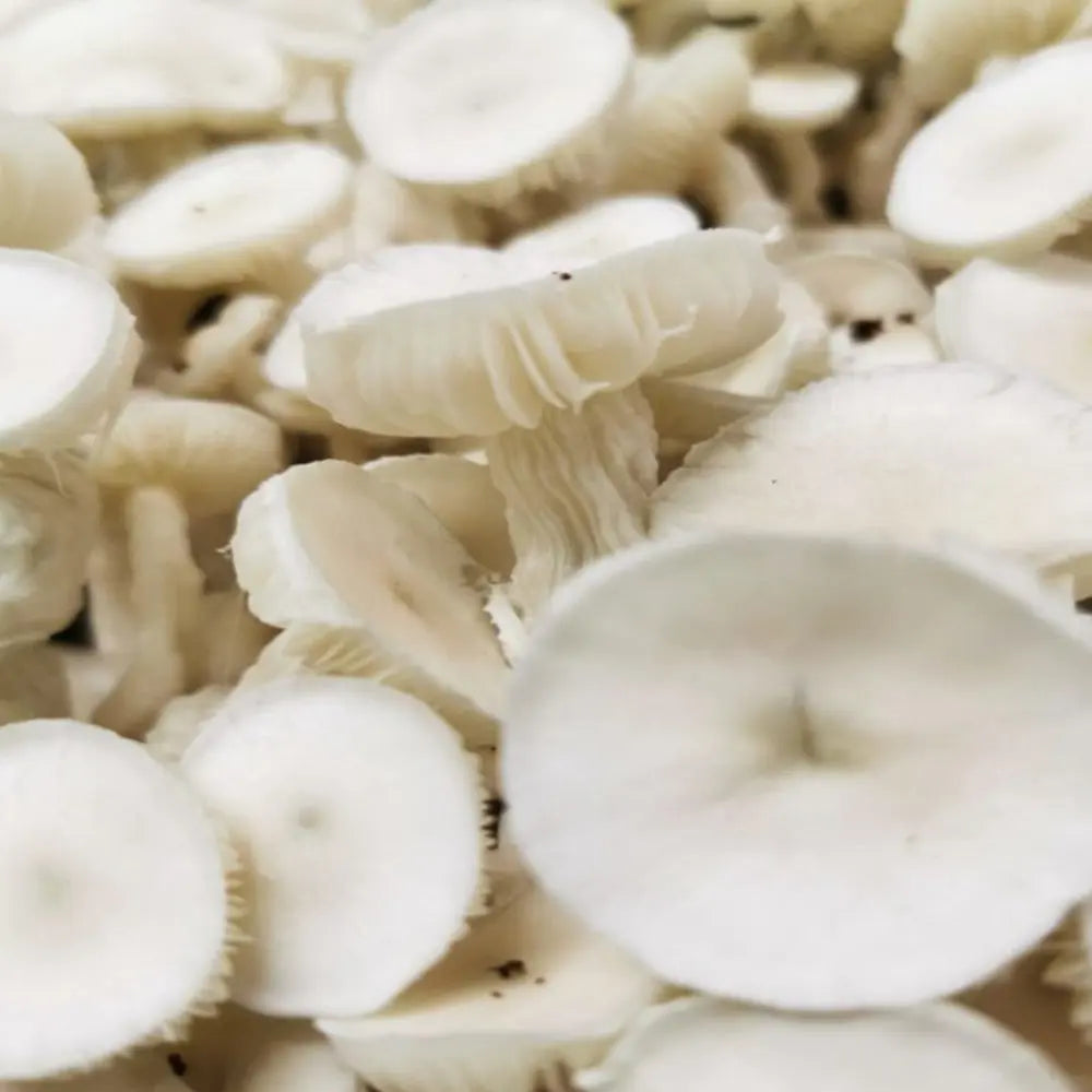 Avery's Albino Mushroom Mycotopia