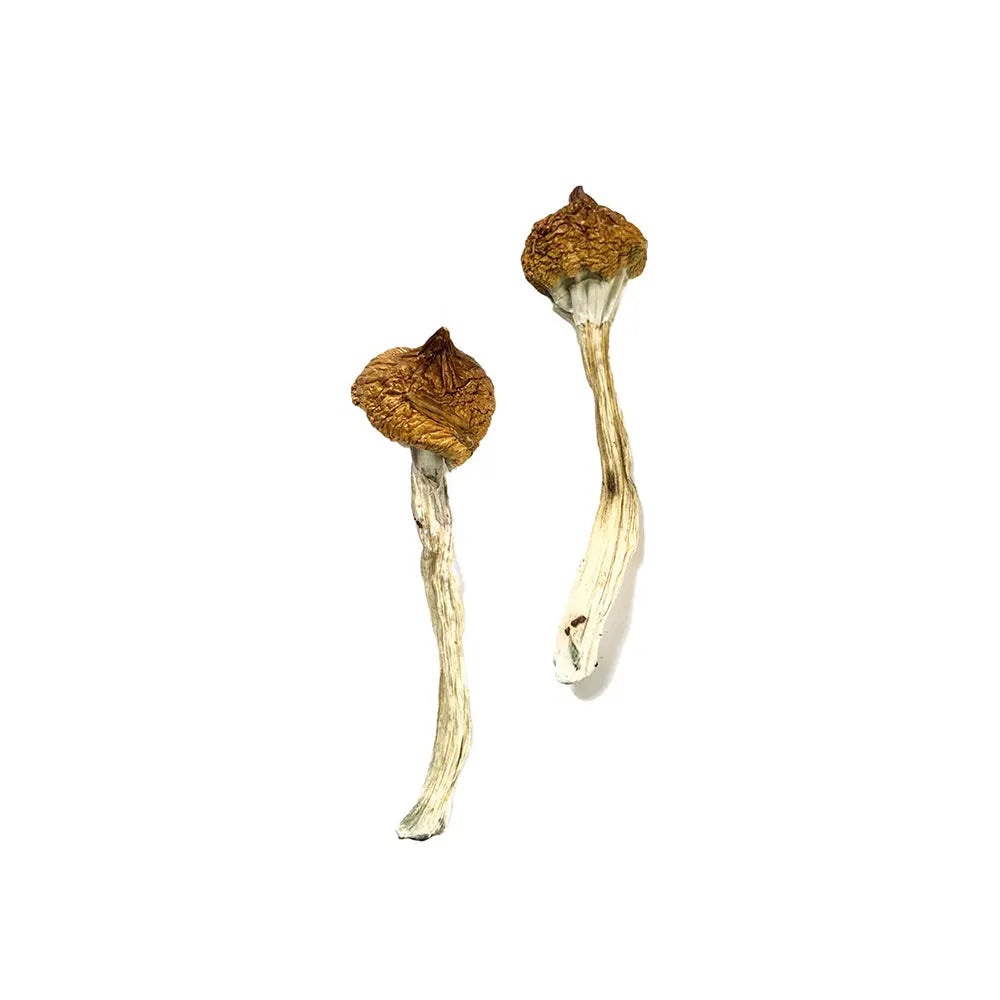 Dancing Tiger Mushroom Mycotopia