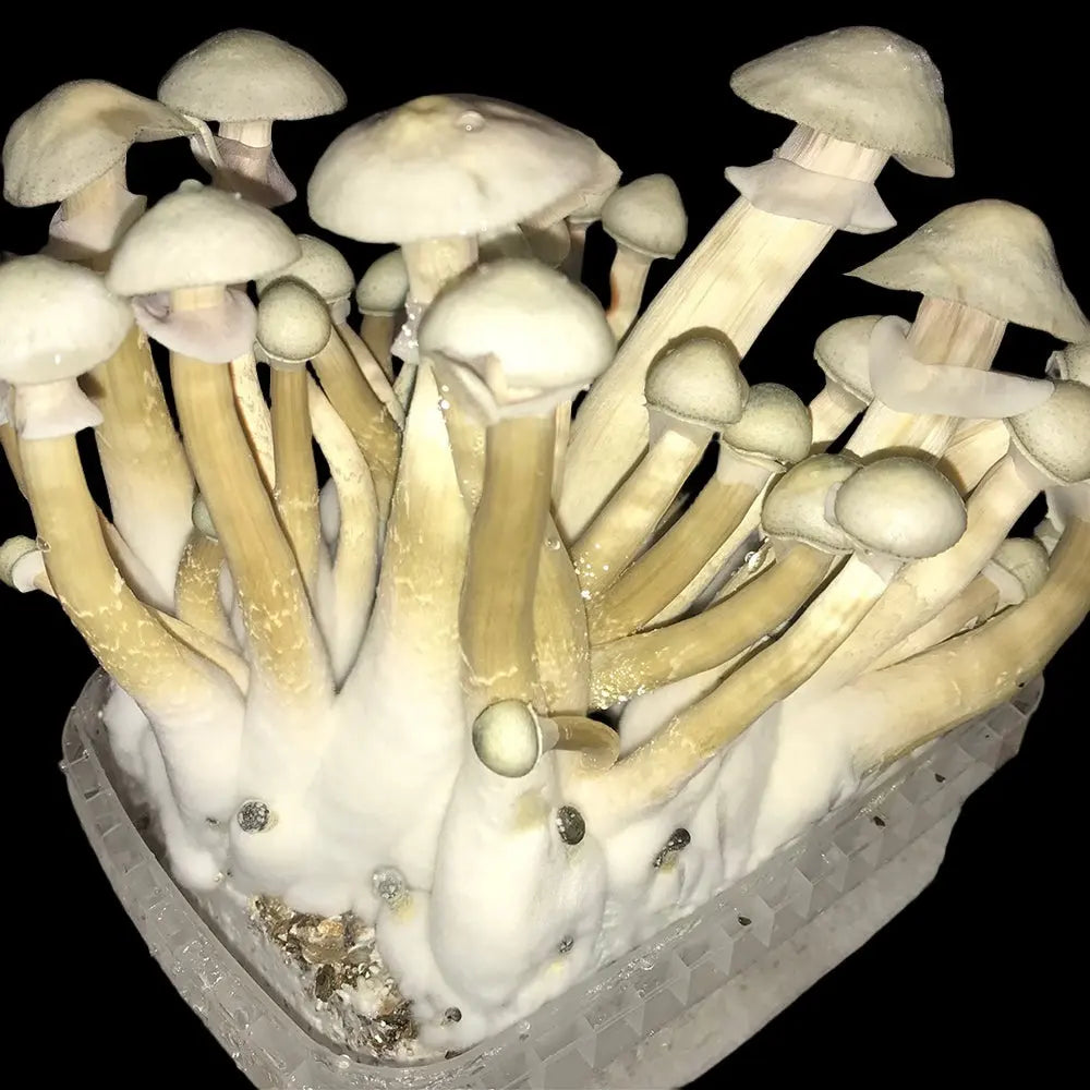 Moby Dick Mushroom Mycotopia