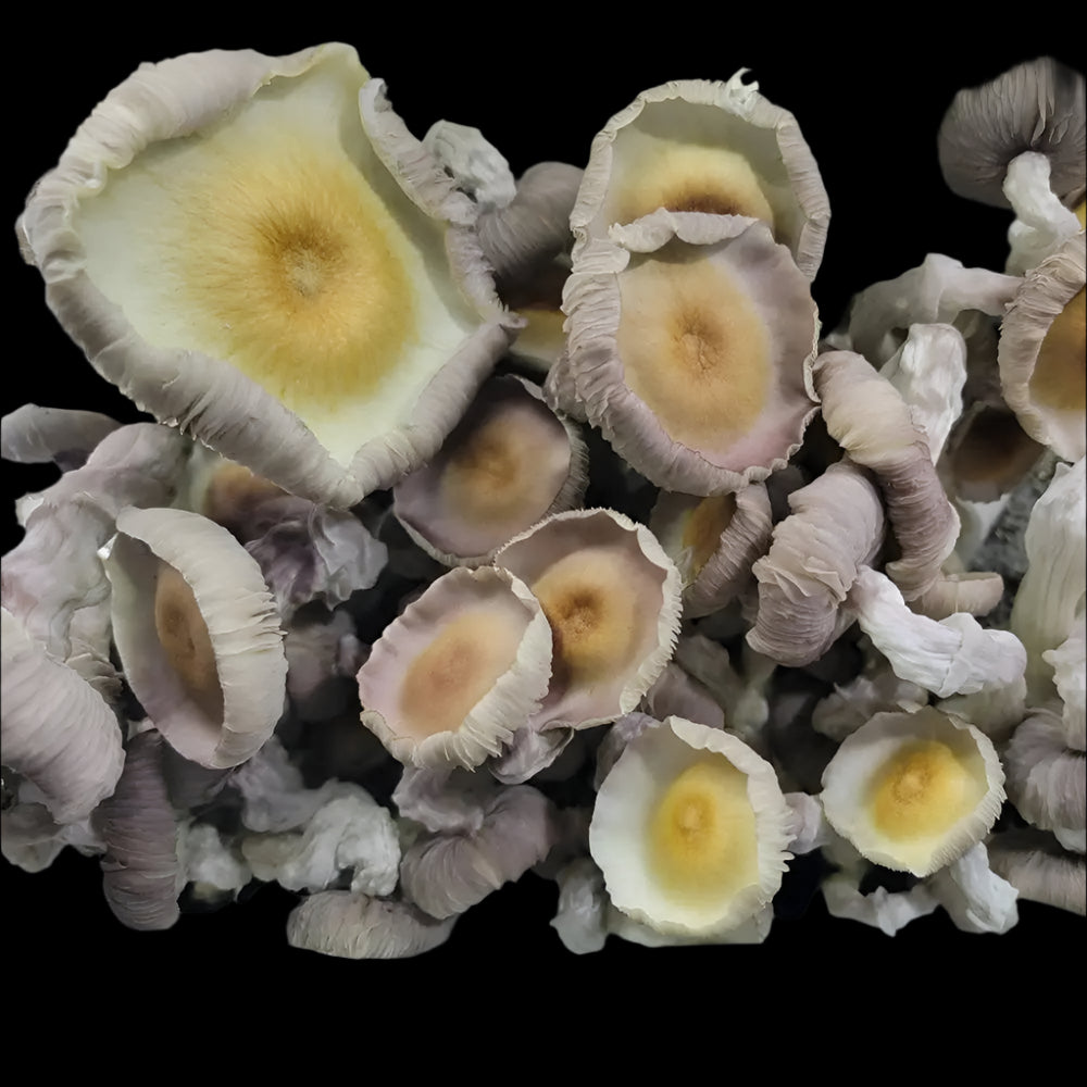 Poseidon's Finger Mushroom. Mycotopia