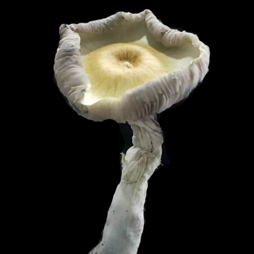 Poseidon's Finger Mushroom. Mycotopia