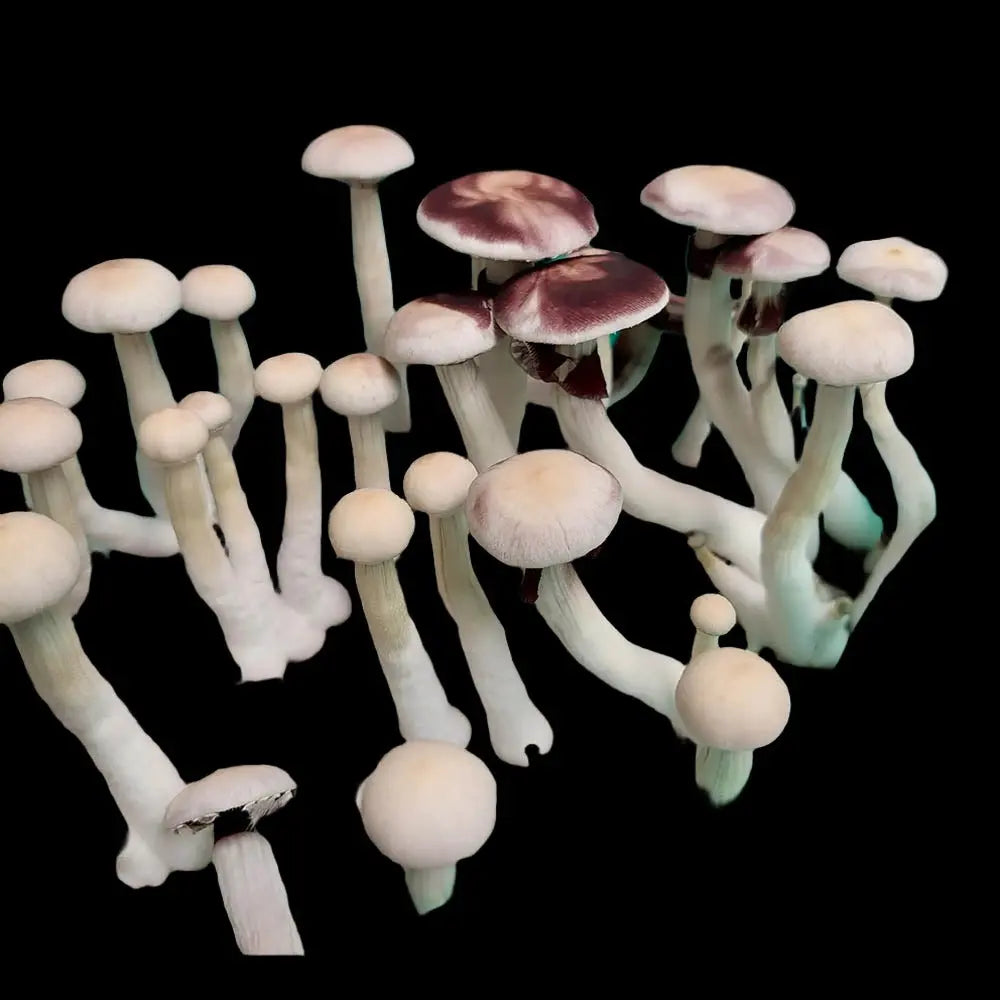 Leucistic Cambodian Mushroom Mycotopia