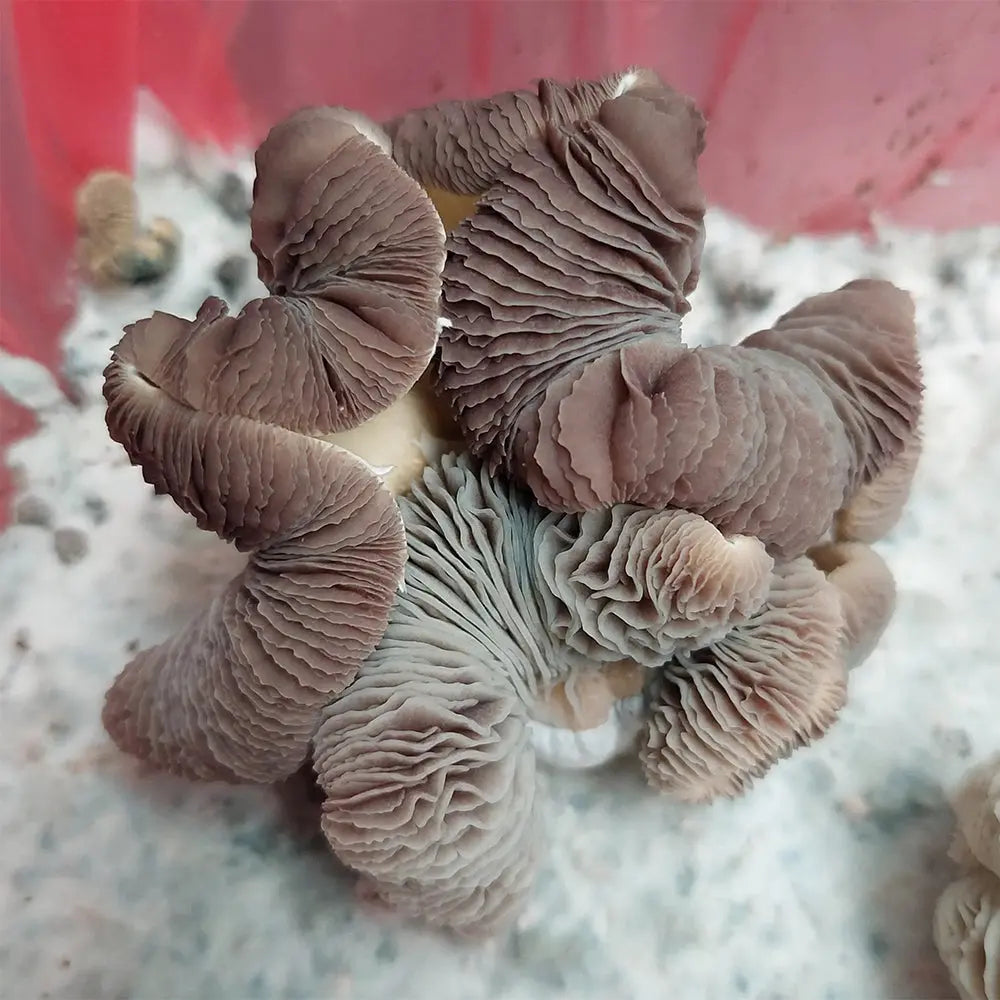 K.S.A.T. Squats Mushroom Mycotopia
