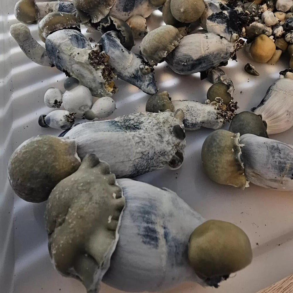 Deep End x SNAPE Mushroom. Mycotopia
