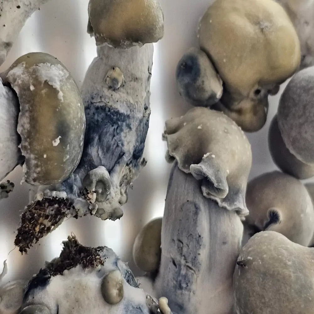 Deep End x SNAPE Mushroom. Mycotopia