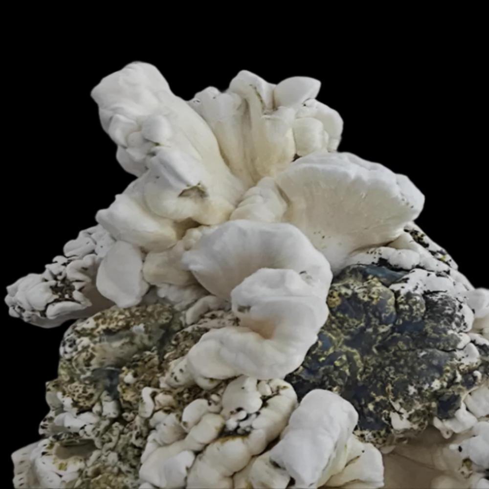 Brain Slugs Mushroom Mycotopia
