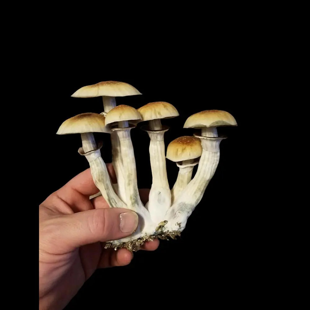 Elephant Gates Mushroom. Mycotopia