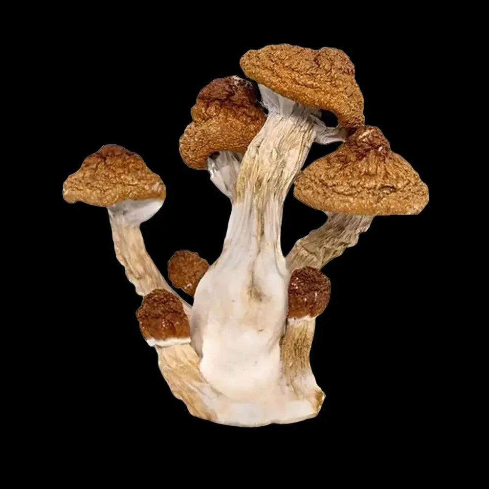 Golden Emporer Mushroom Mycotopia