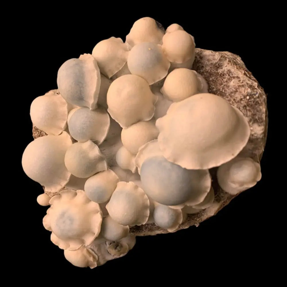 Texas Ghost 216 Mushroom Mycotopia