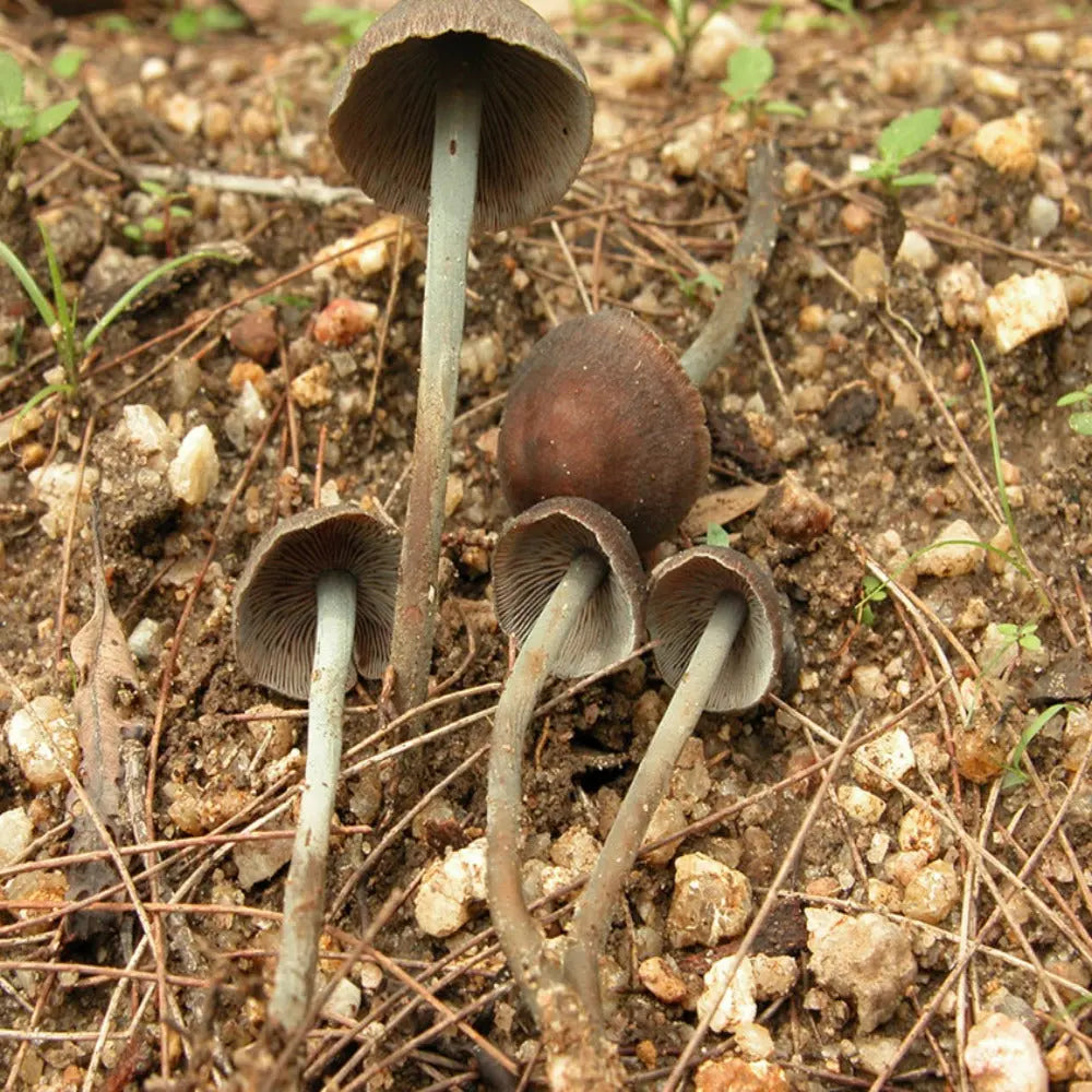 Australian Mushroom Mycotopia