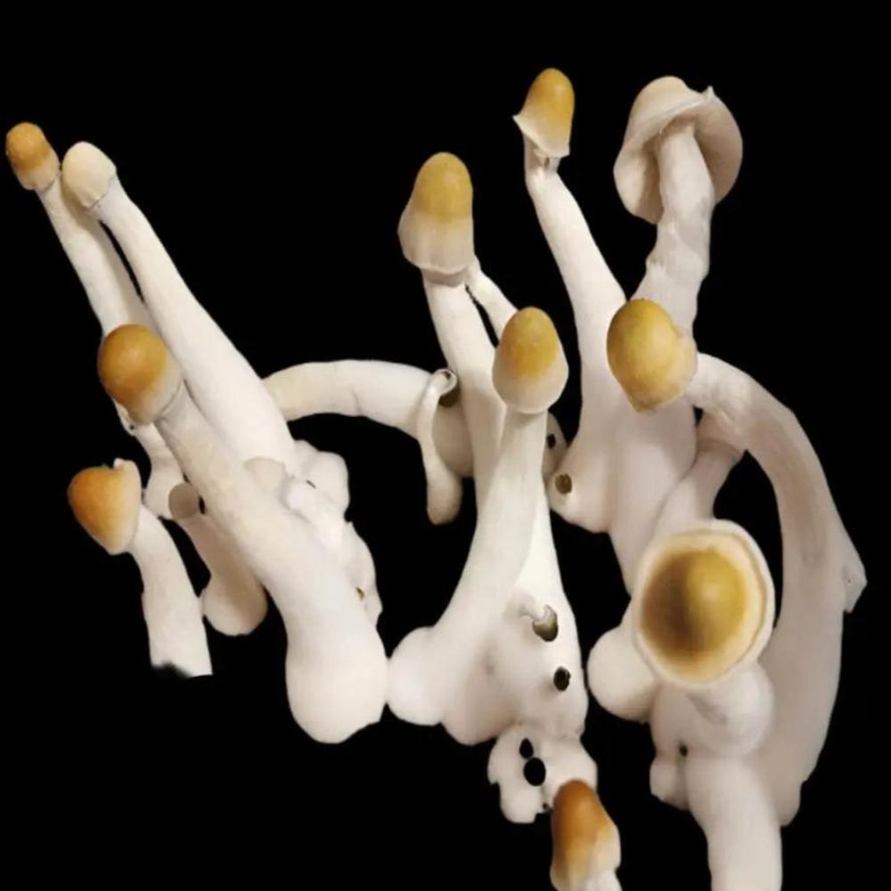 Gumby Mushroom. Mycotopia