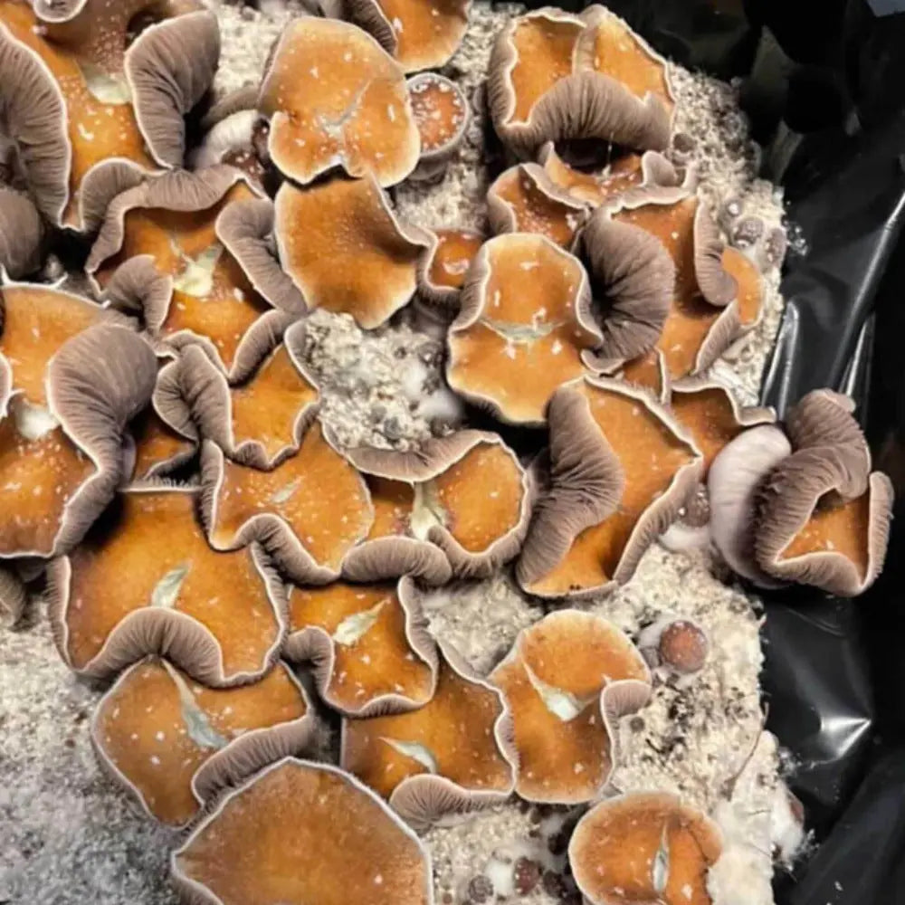 Koh Samoi Little Flowers Mushroom. Mycotopia