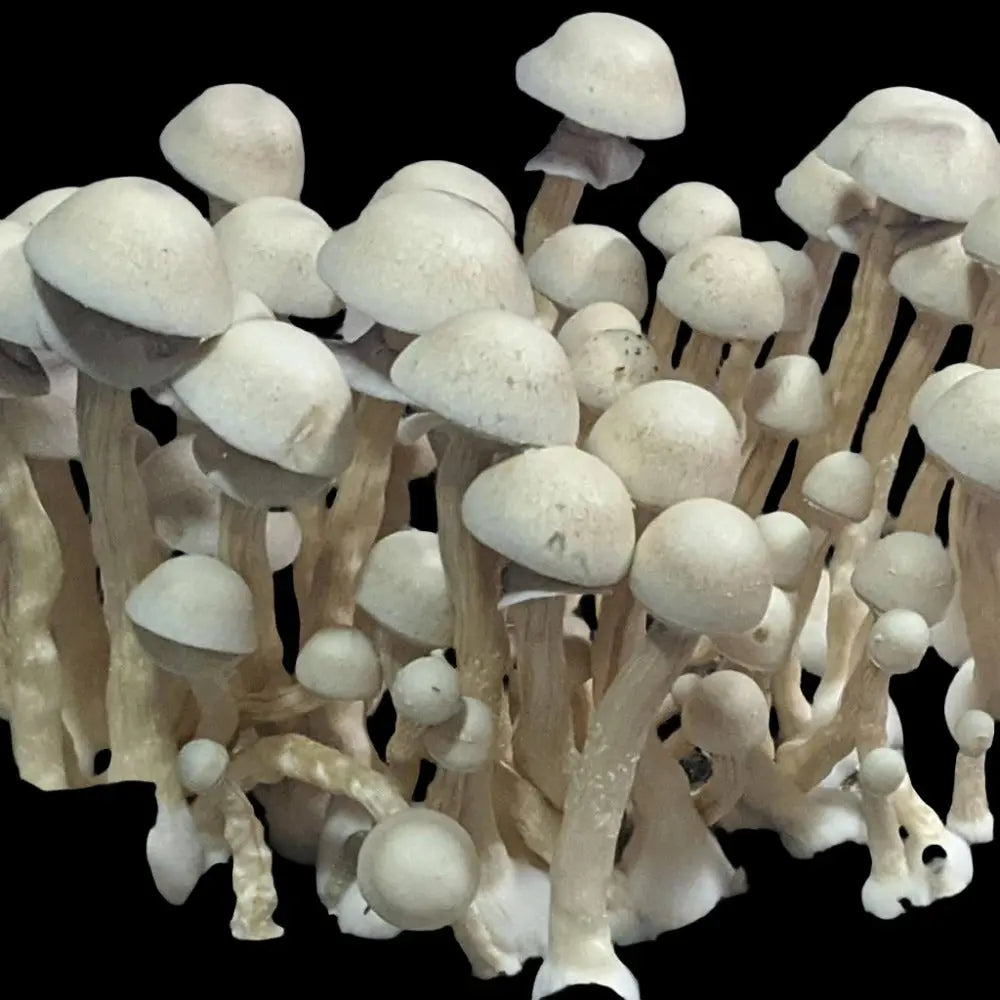 AAPE (APE x AA+) Mushroom. Mycotopia