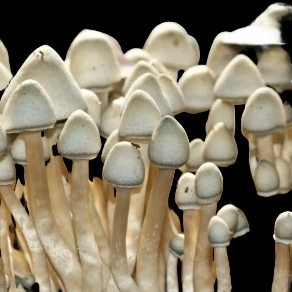 Albino A+ cross with Texas Mushroom Mycotopia