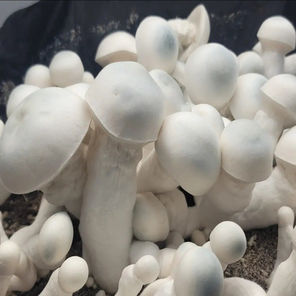 AMAK. Mycotopia