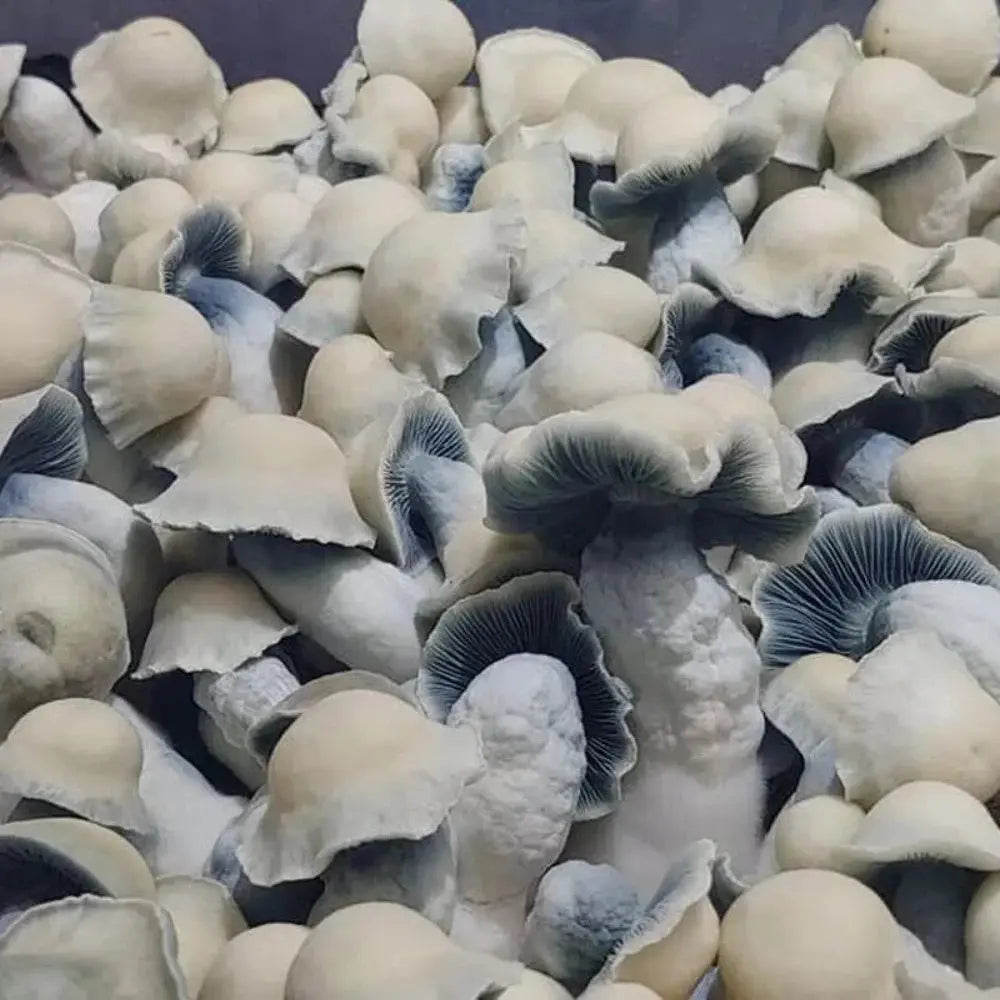 AMVP Mycotopia
