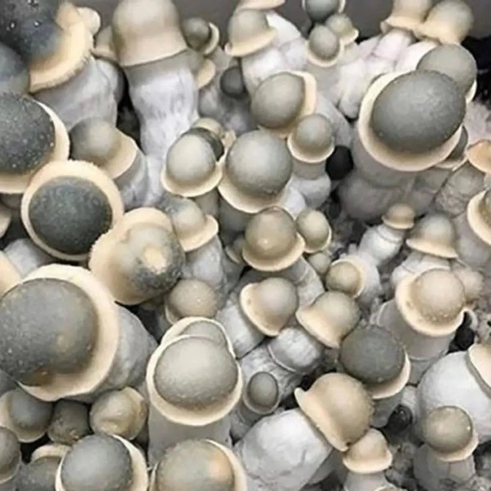 APE 110 Mushroom. Mycotopia
