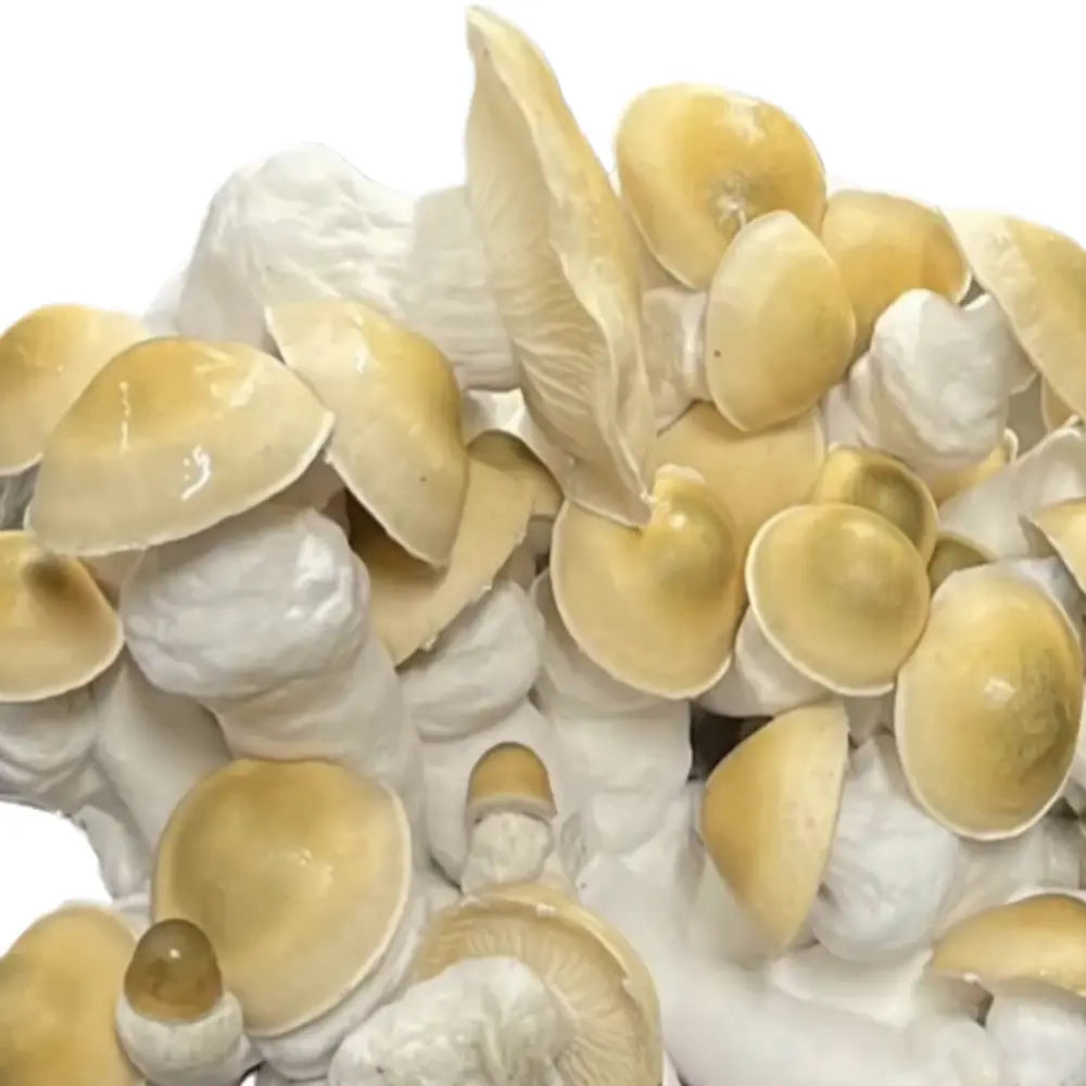 ApeR Cream Cut Mushroom Mycotopia