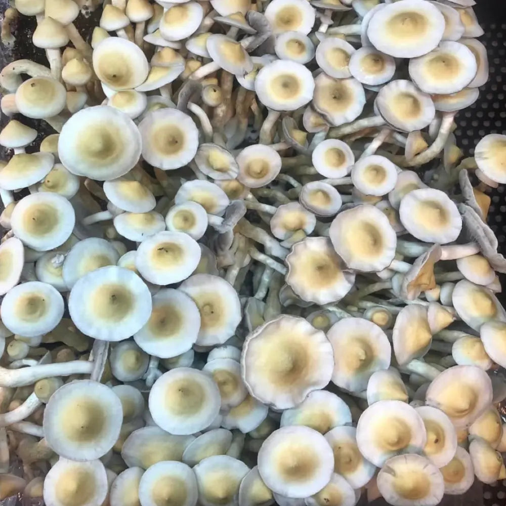 ApeR Mushroom. Mycotopia