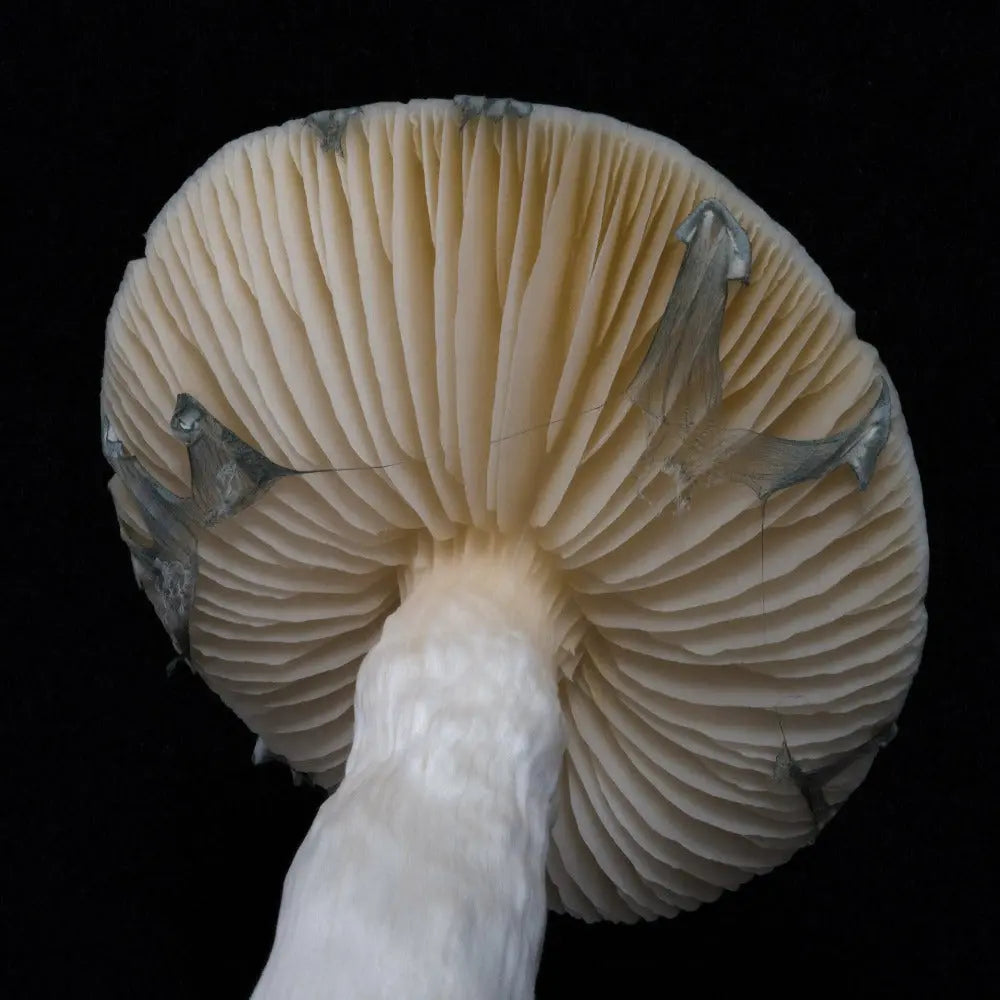 APE cross with P. Natalensis Mushroom. Mycotopia