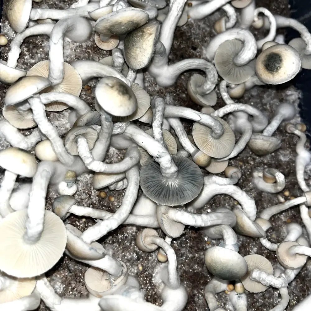 APE cross with P. Natalensis Mushroom. Mycotopia