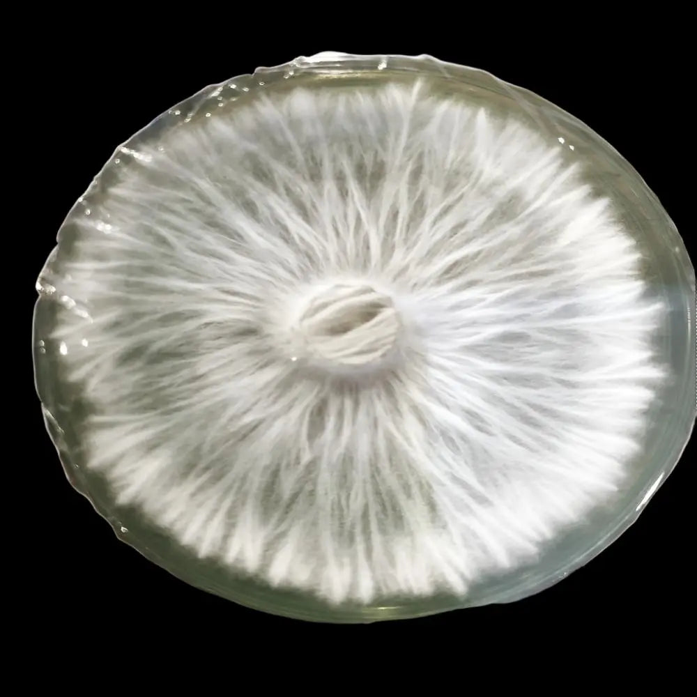 TAT Black Cap Monokaryon. Mycotopia
