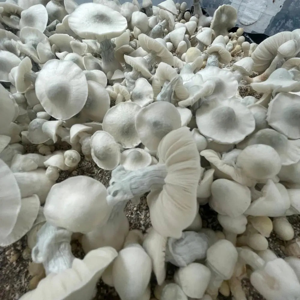 Albino Tidal Wave Mushroom. Mycotopia
