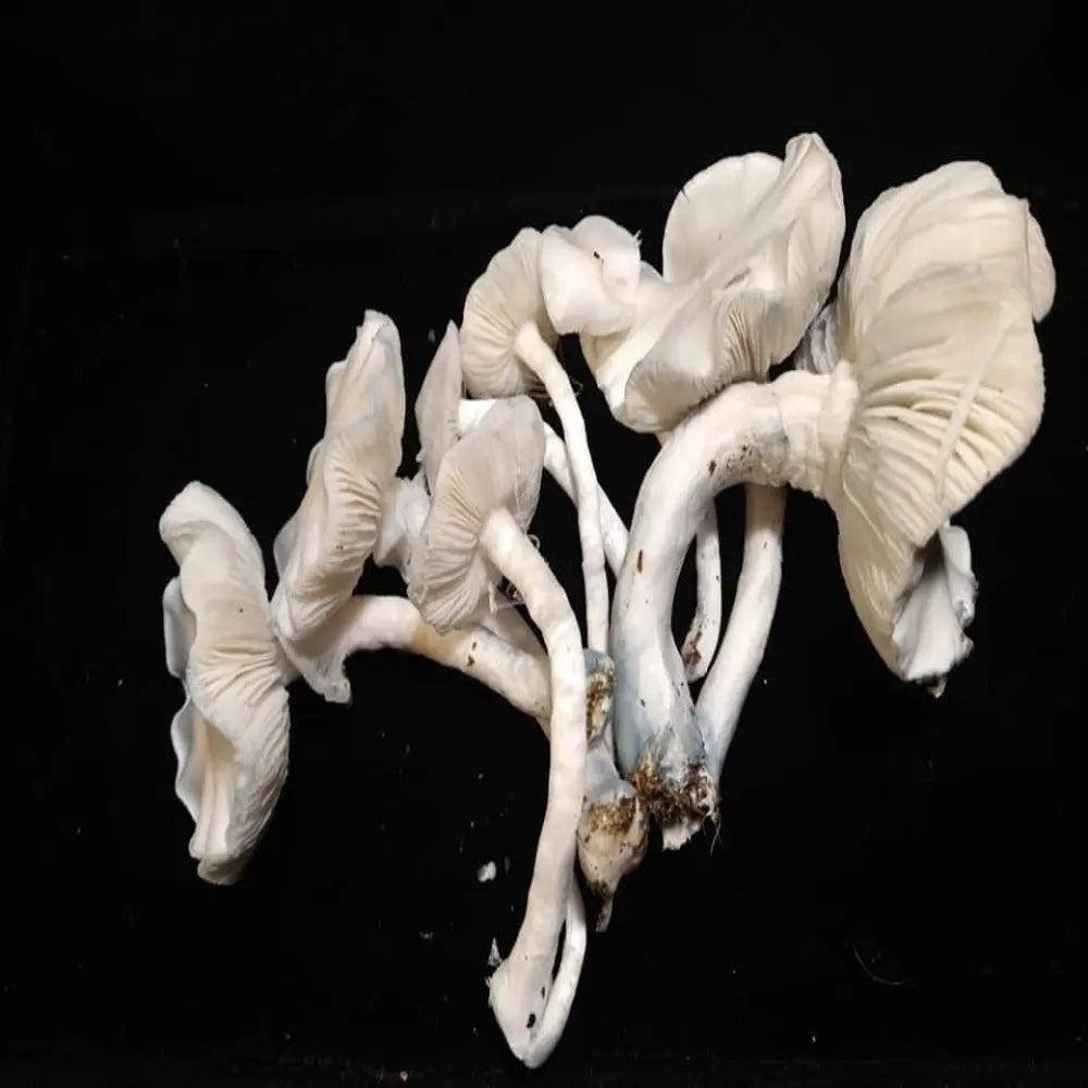 Albino Chupacabra Mycotopia