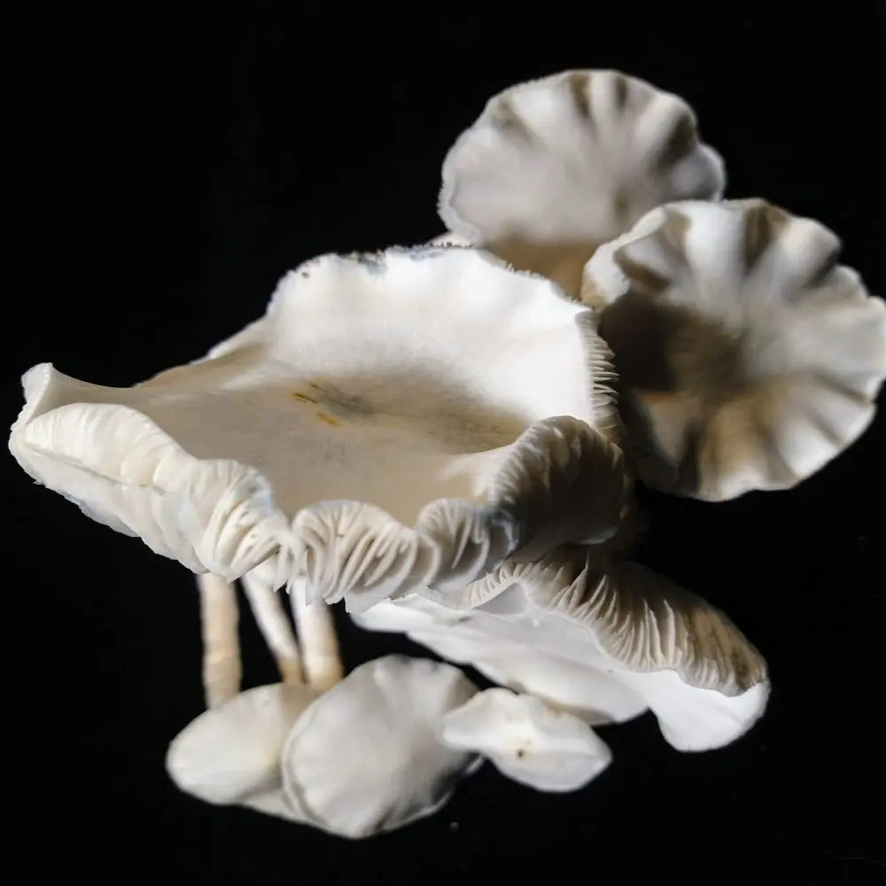 Albino Chupacabra Mycotopia