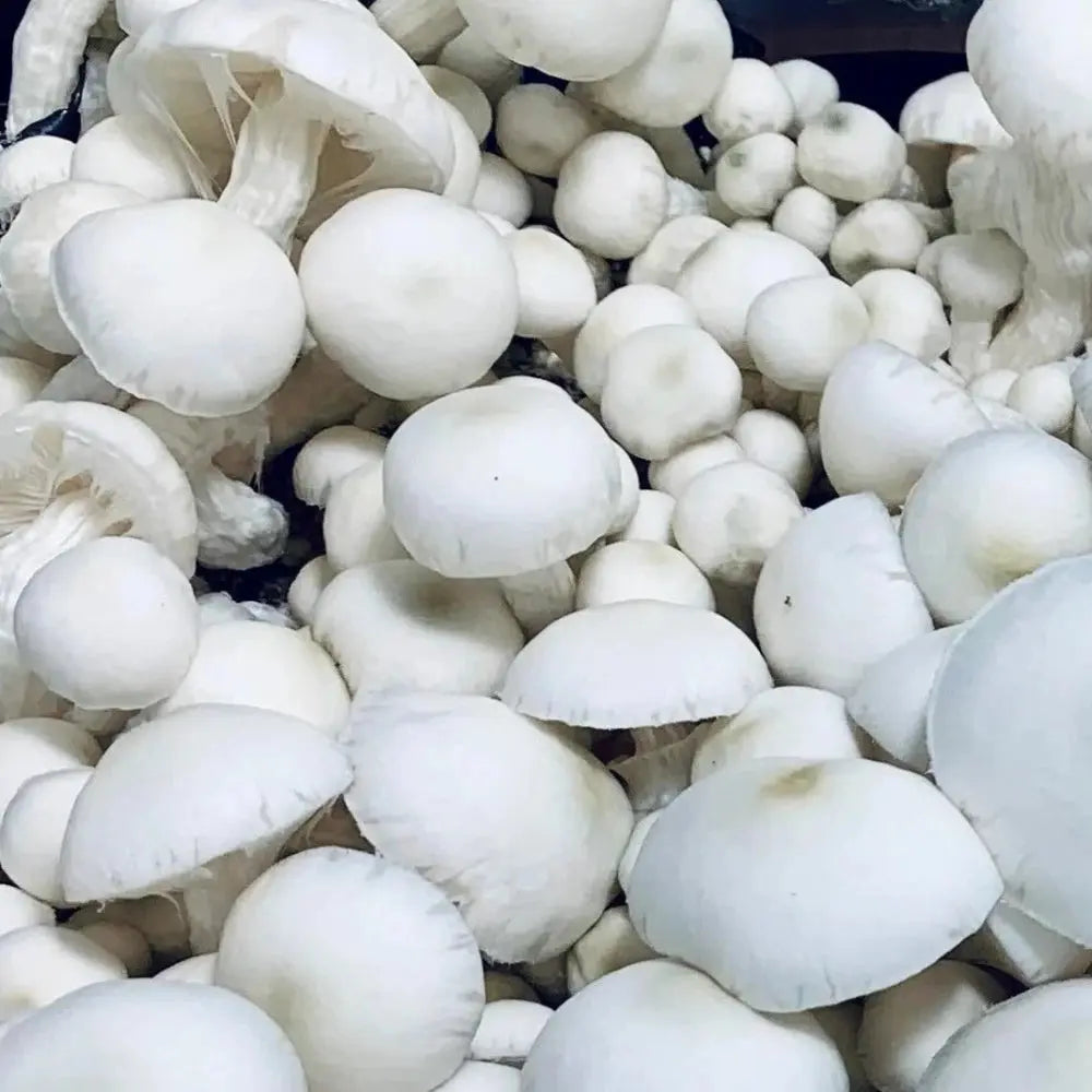 Bilbo Revert Cream Cap Mushroom. Mycotopia