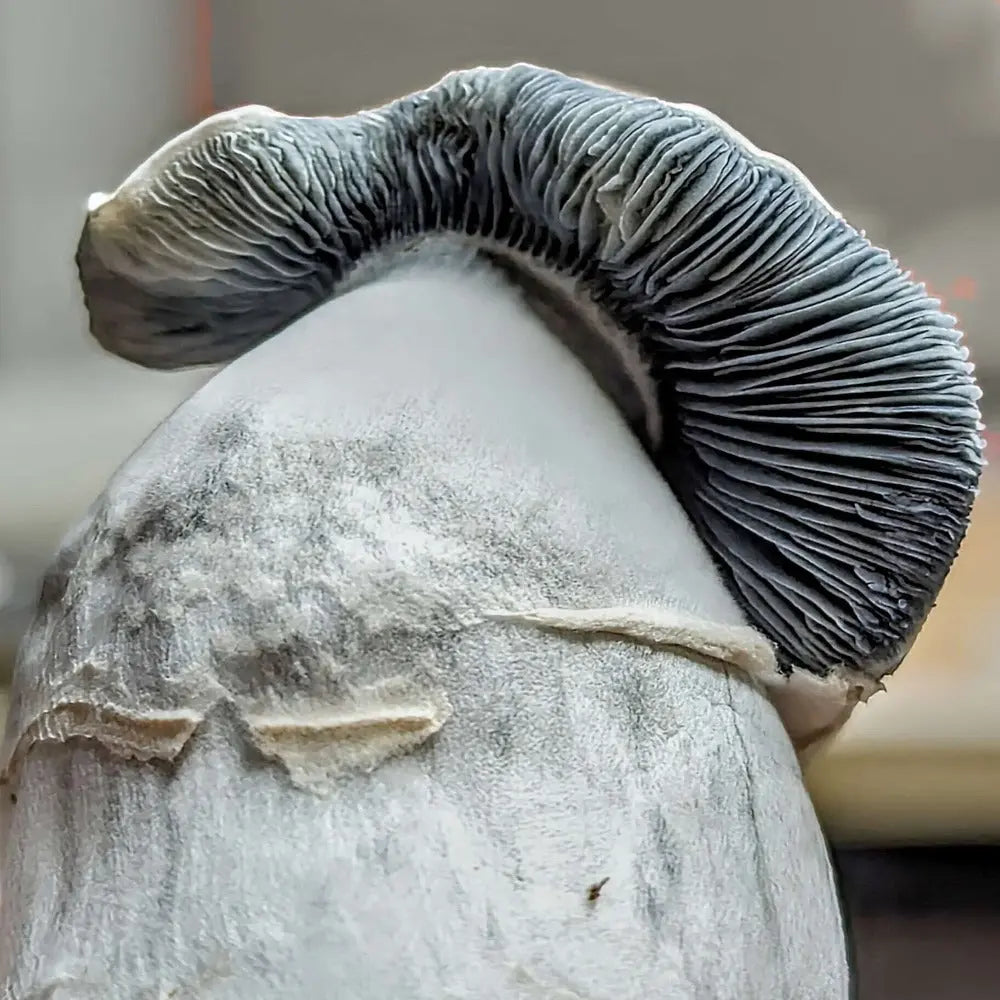 Albino JMF Mushroom. Mycotopia