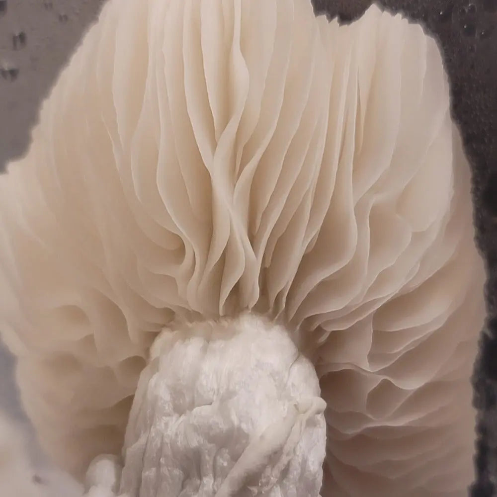Albino Leng Mycotopia