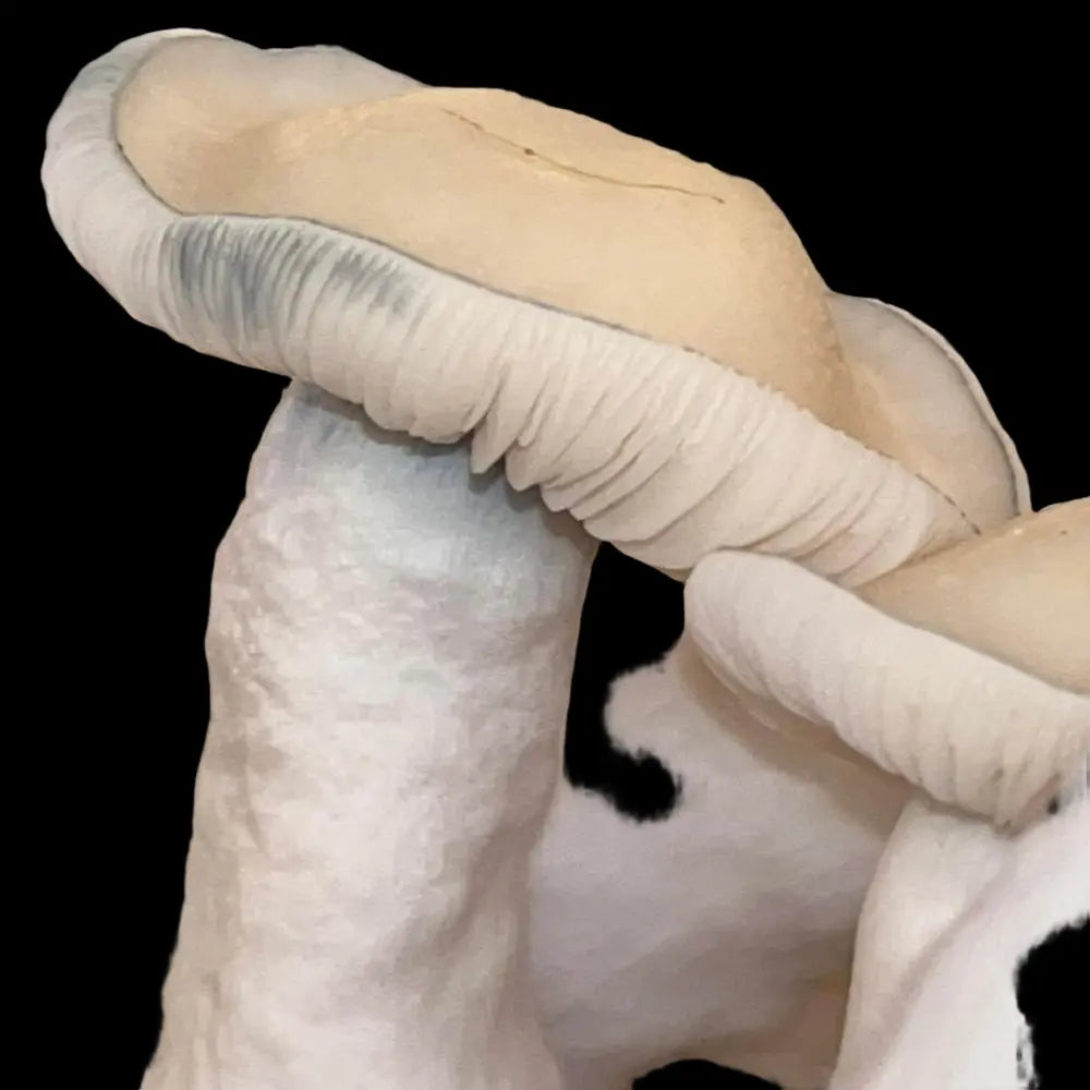 Albino Makilla Gorilla. Mycotopia