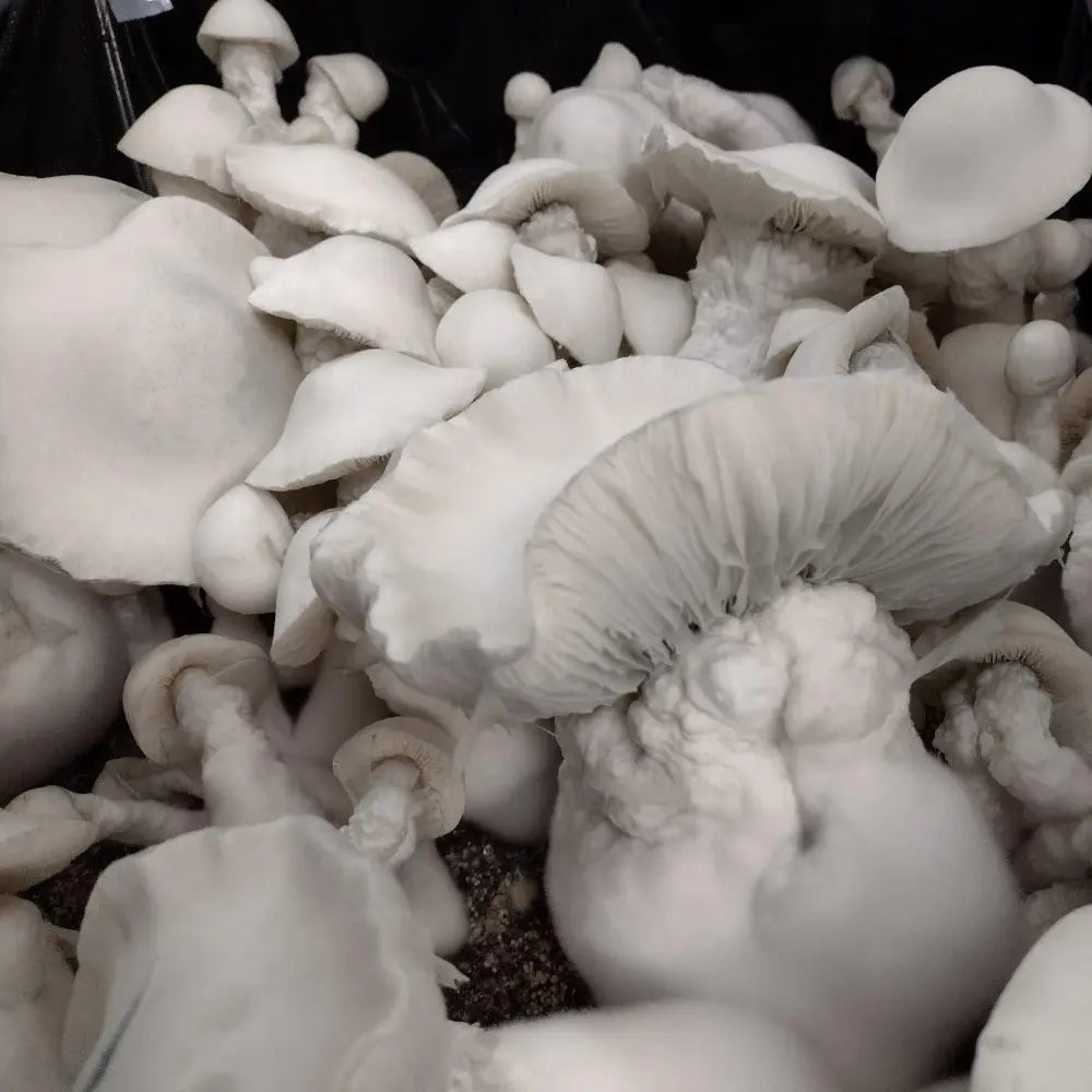 Albino Melmac TP Squat Mushroom. Mycotopia