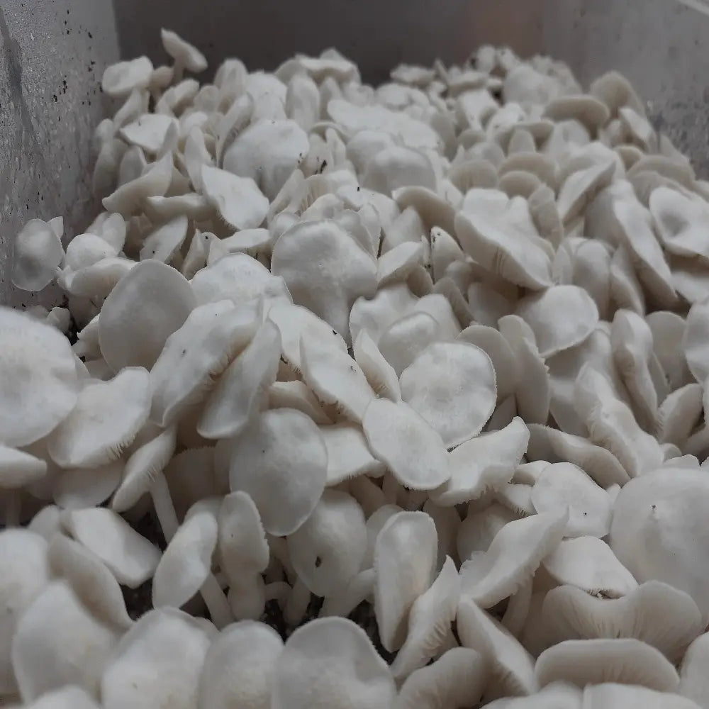 Albino Normak Mushroom. Mycotopia
