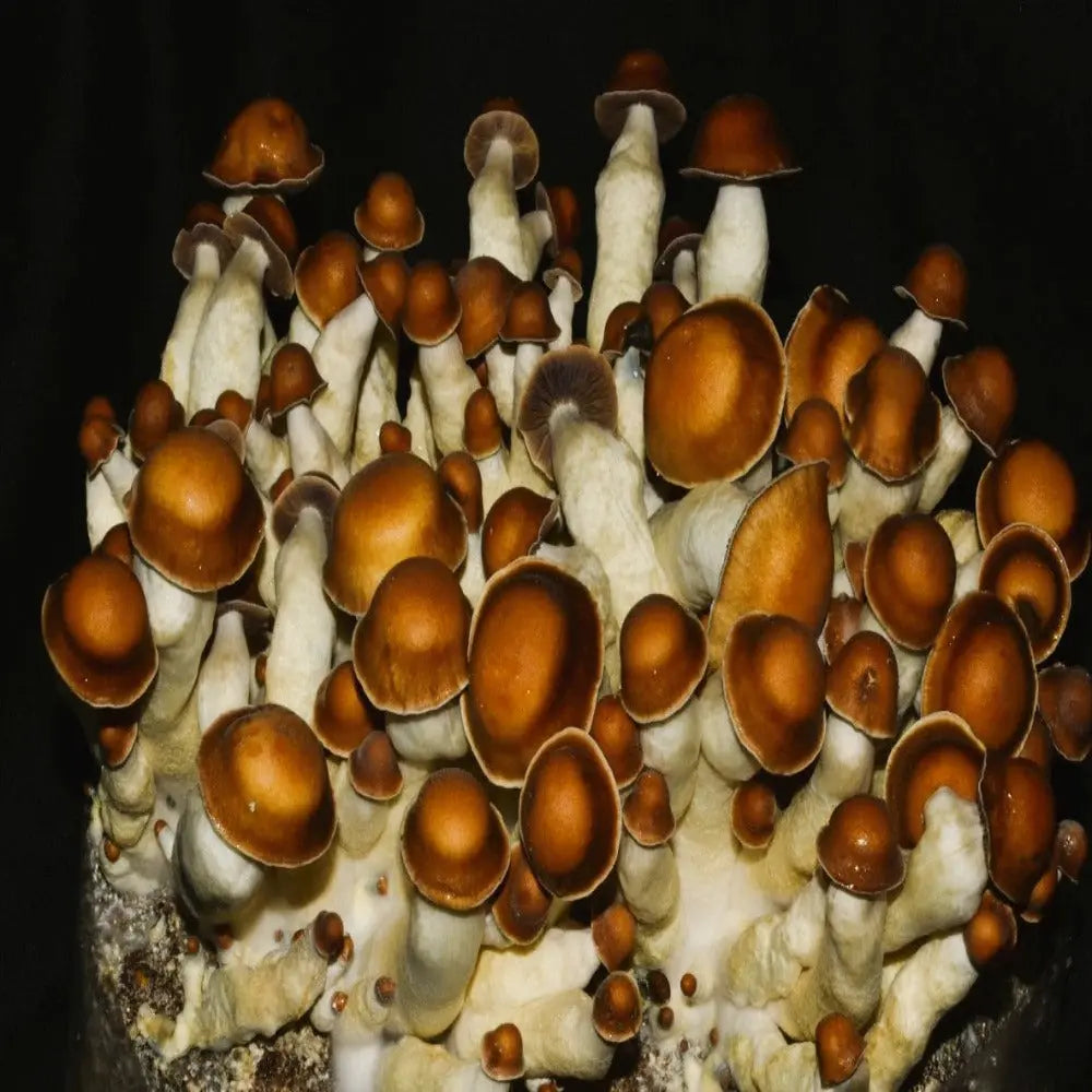 Emerald Cream Gates. Mycotopia
