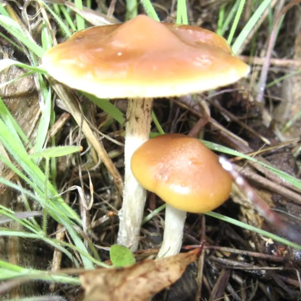 Australian Mushroom Mycotopia