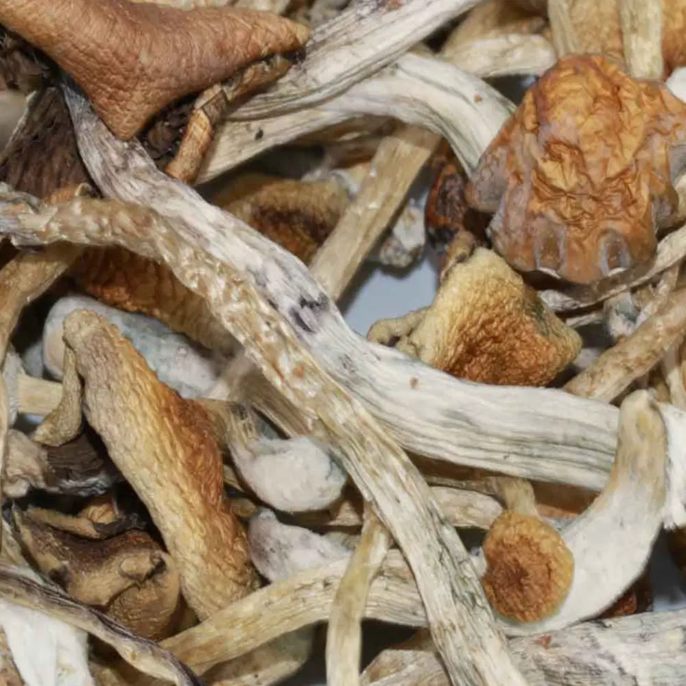 Aztec Gods Mushroom Mycotopia