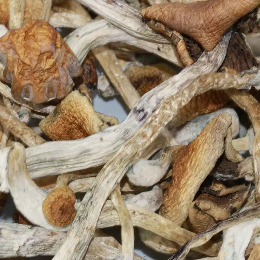 Aztec Mushroom Mycotopia