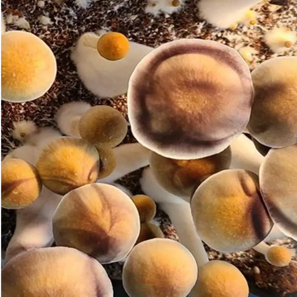 Aztec Gods Mushroom Mycotopia