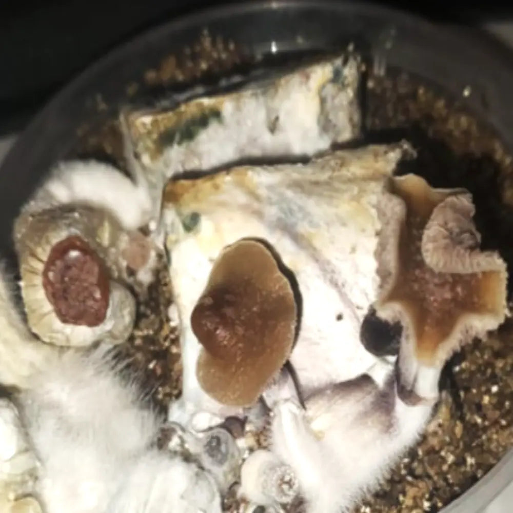 Blue Meanie CF Mushroom. Mycotopia