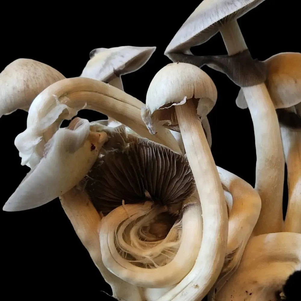 Big Feather Mushroom. Mycotopia