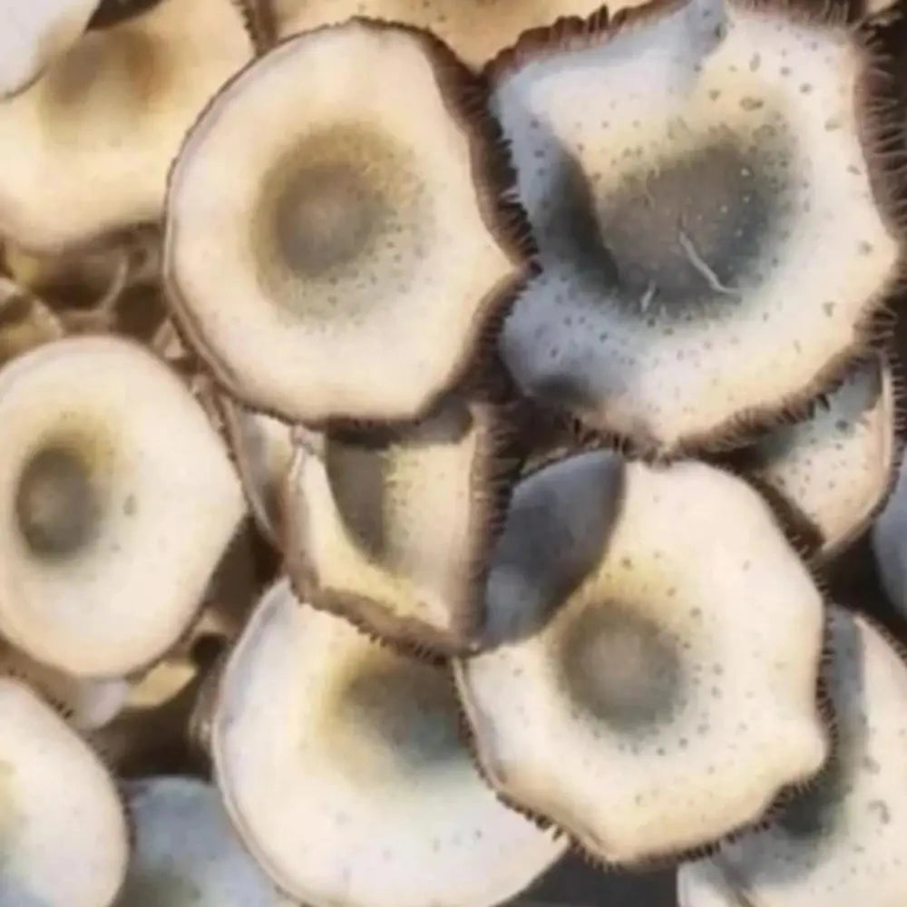 Black Umbo Mushroom. Mycotopia