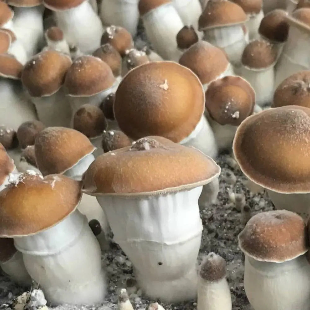 Blue Moon Mushroom. Mycotopia