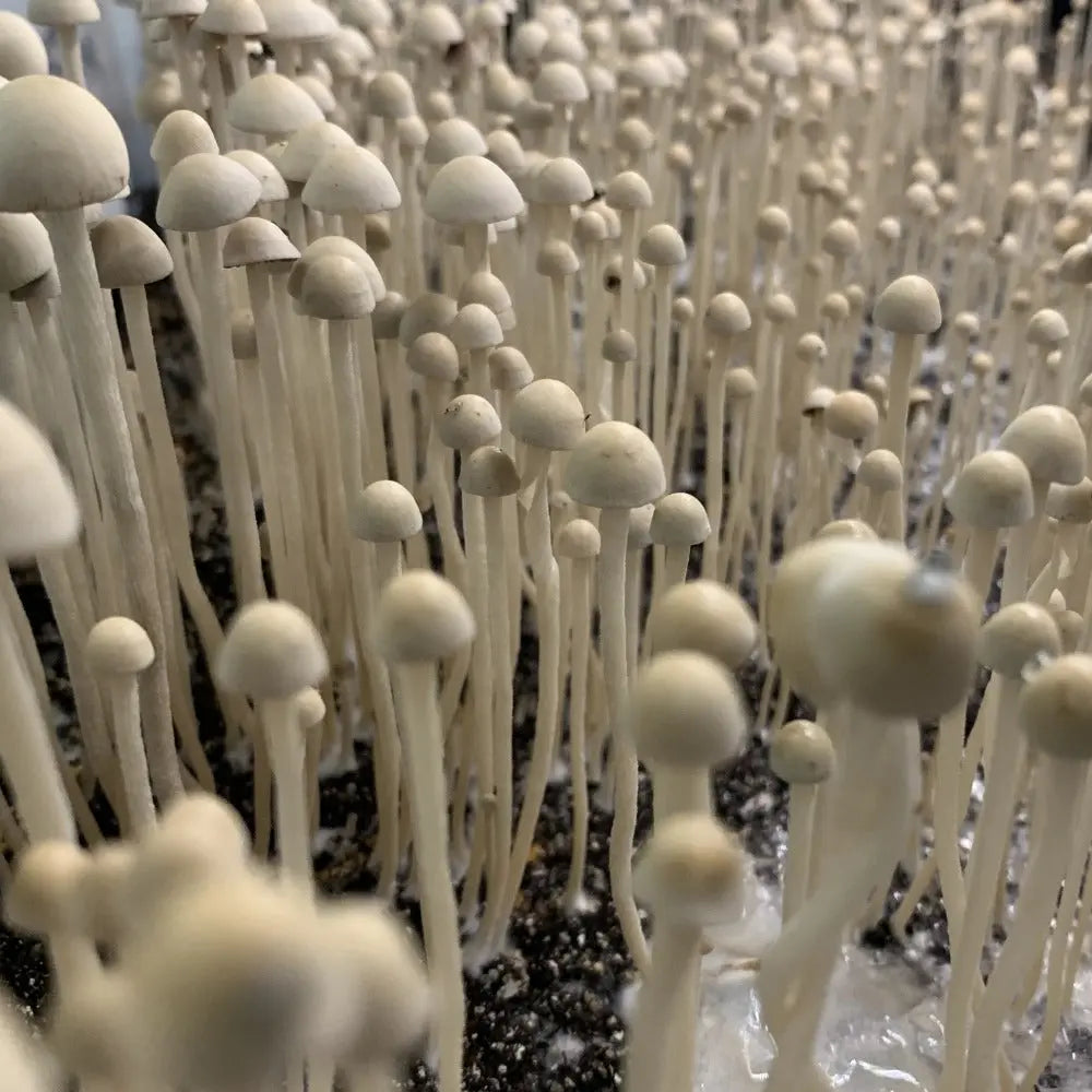 Bulbasaur Mushroom. Mycotopia