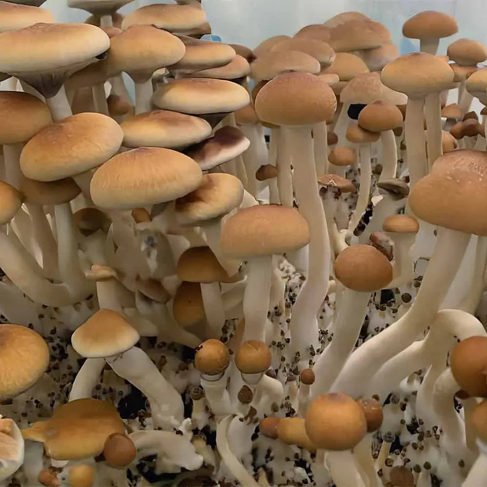 Burma Mushroom Mycotopia