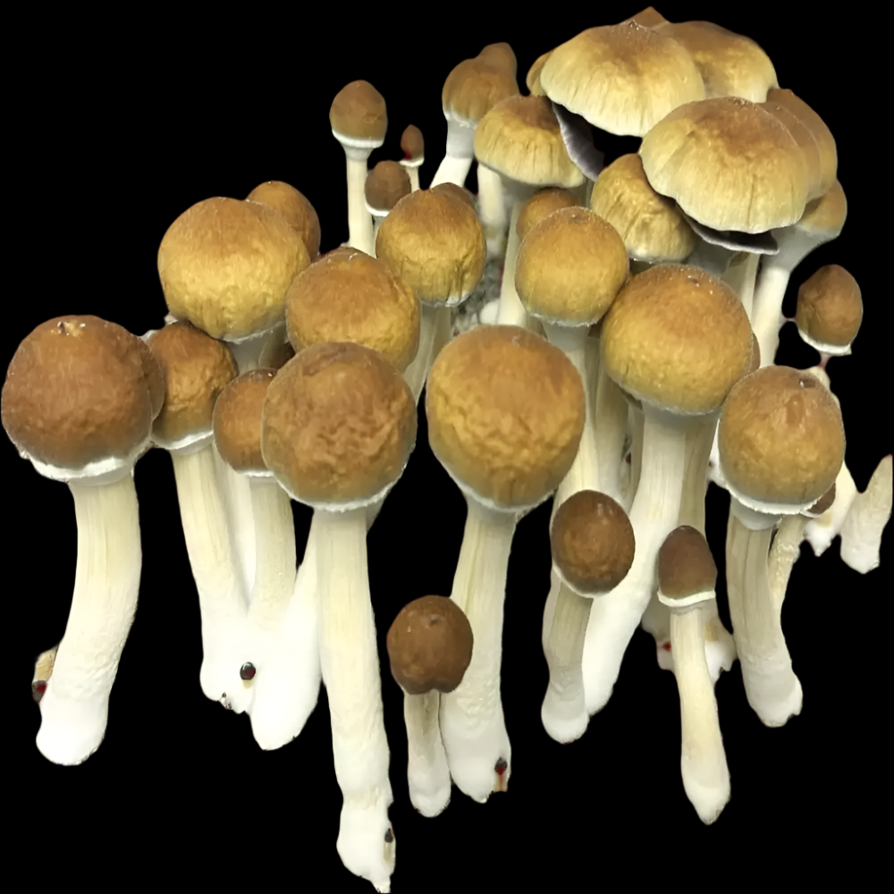Burma Mushroom Mycotopia