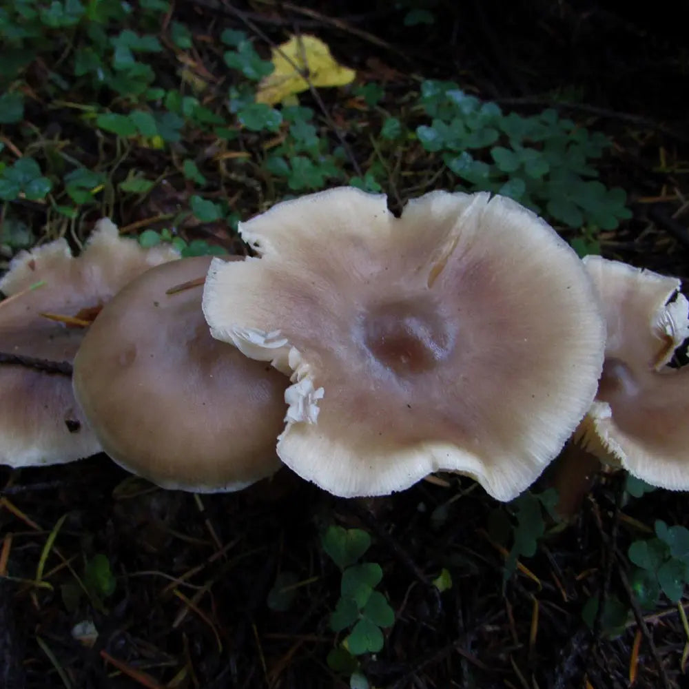 Buttercup Mushroom Mycotopia