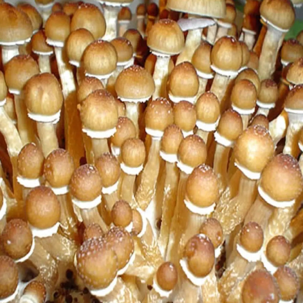 Cambo Mushroom. Mycotopia